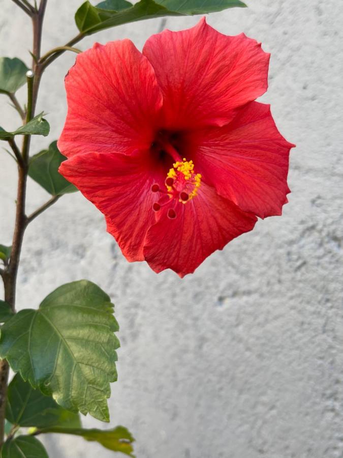 Paz Na Montanha